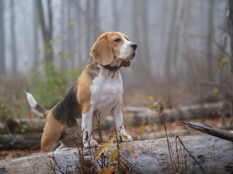 Beagle in thick fog while walking in autumn Park