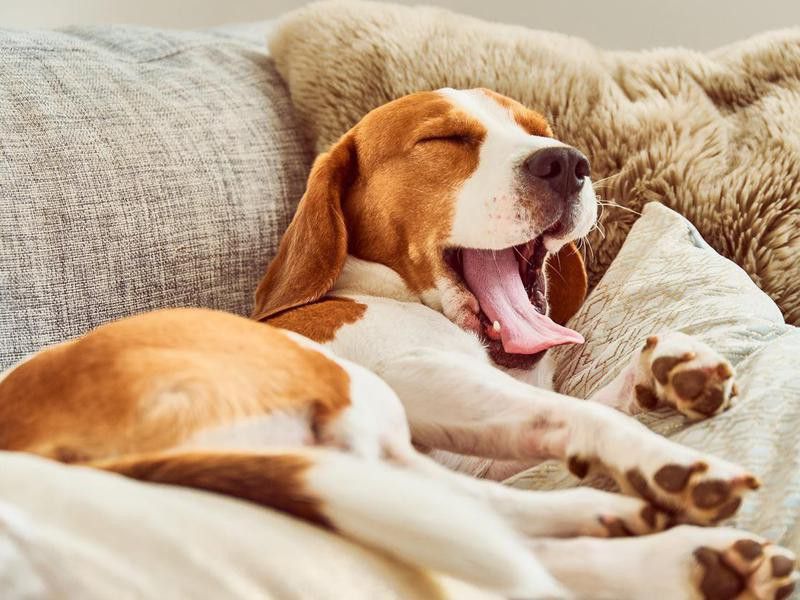 Beagle tired sleeping on couch yawning