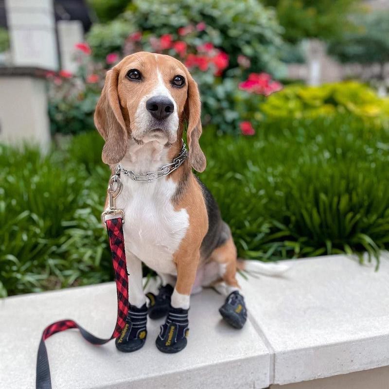 beagle walking outdoors