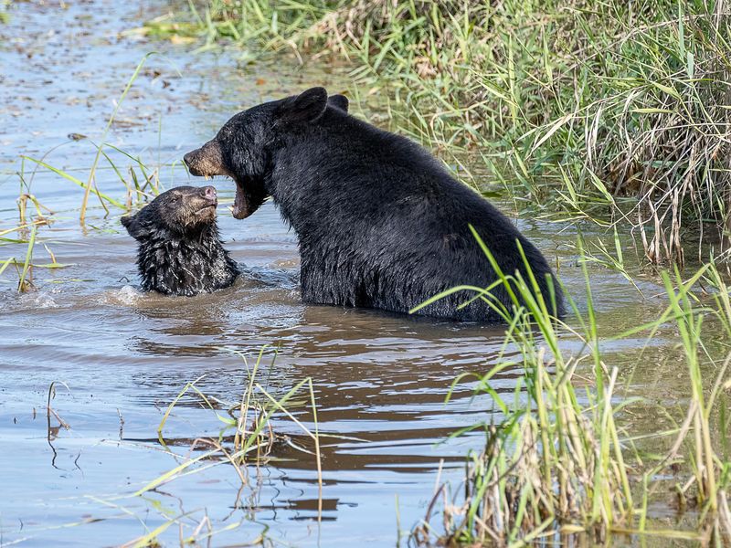 Bear and bear cub