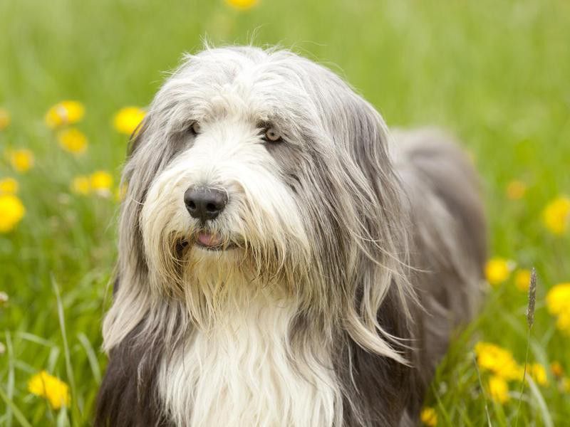 Bearded Collie, a very fluffy dog breed