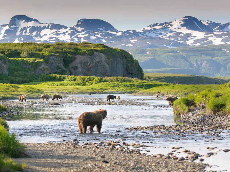 Bears in Alaska national park