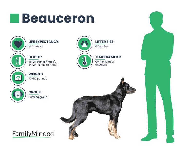 Beauceron breed