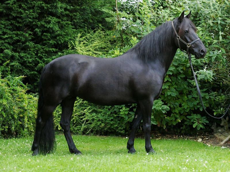 Beautiful black thoroughbred horse