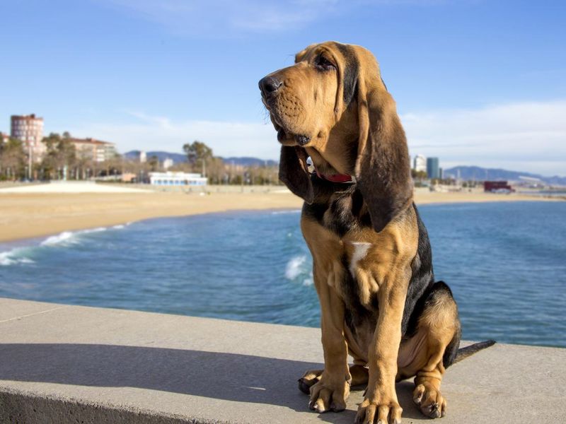 Beautiful bloodhound puppy