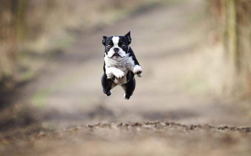 Beautiful Boston terrier dog running and jumping
