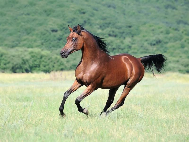 Beautiful brown Arabian horse running on pasture
