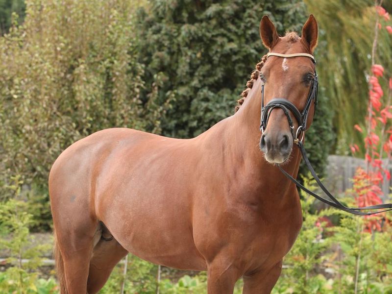 Beautiful dutch warmblood with perfect hair style