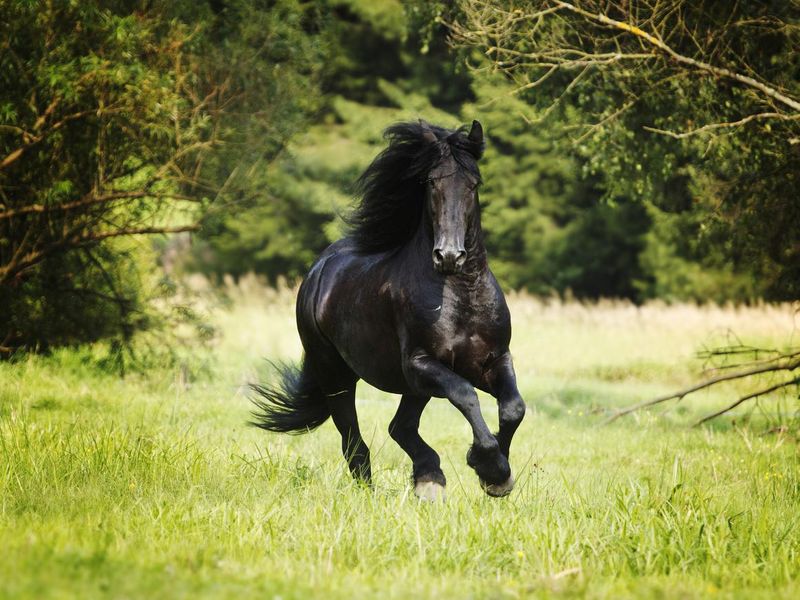 beautiful friesian horse stallion running in nature