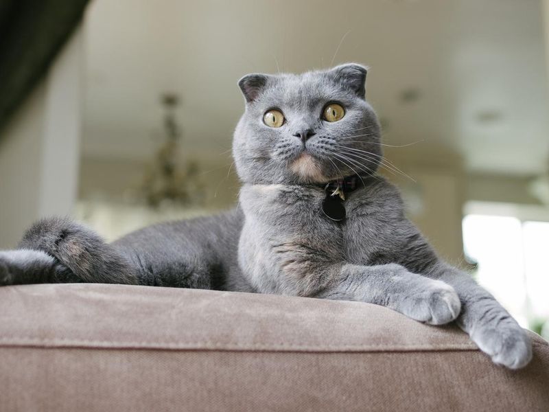 Beautiful Grey Scottish Fold Cat lounges on couch