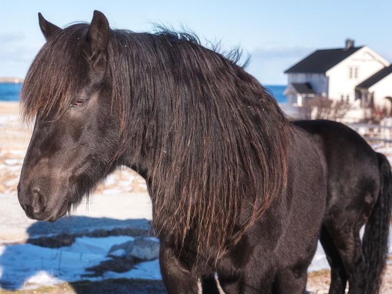 Beautiful norwegian horse