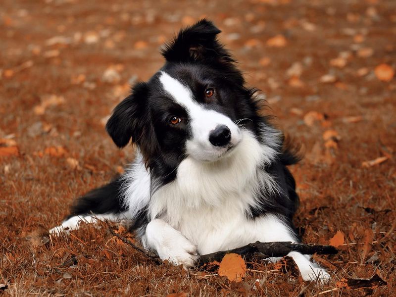 Beautiful portrait dog breed Border collie on the brown ground with his stick.