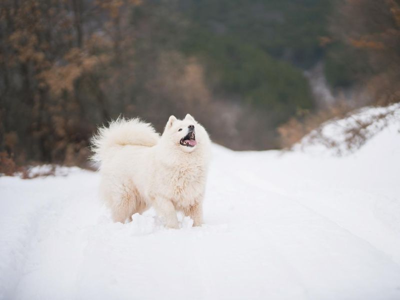 Beautiful samoyed dog playing on the snow in the mountain