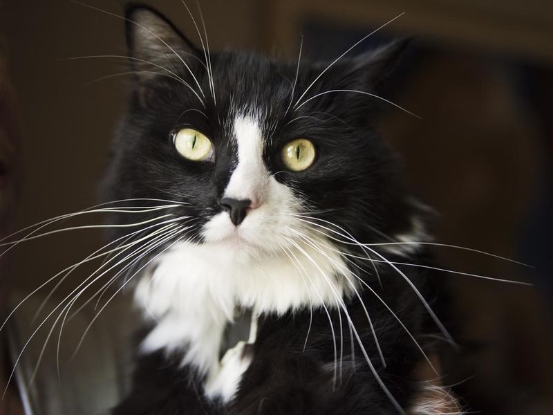 Beautiful tuxedo male cat portrait