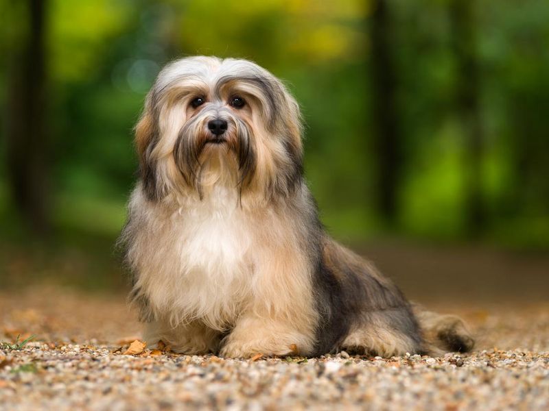 Beautiful young havanese dog sitting on a gravel forest road