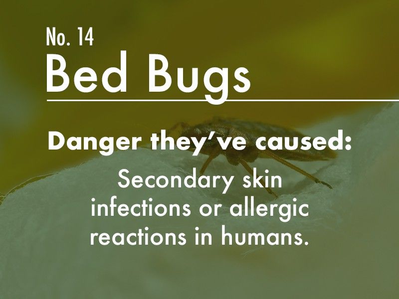 Bed Bug dangers