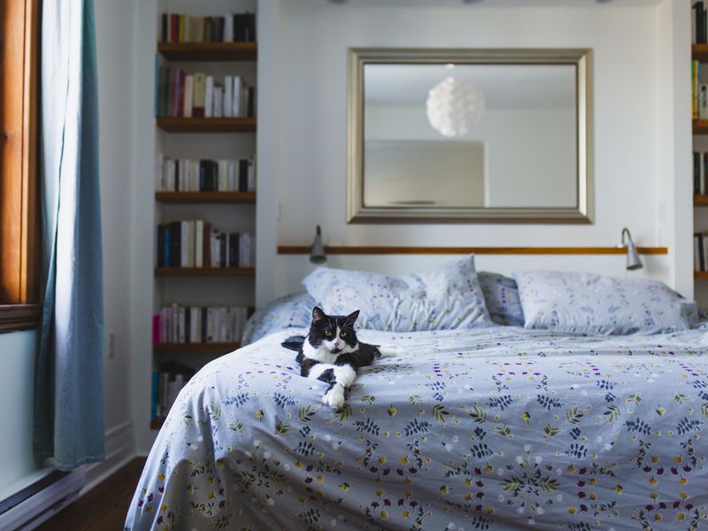 Bedroom with a cat