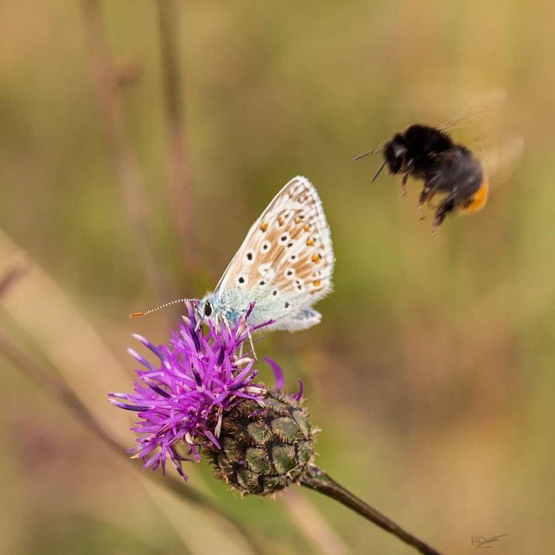Bee photobombing moth