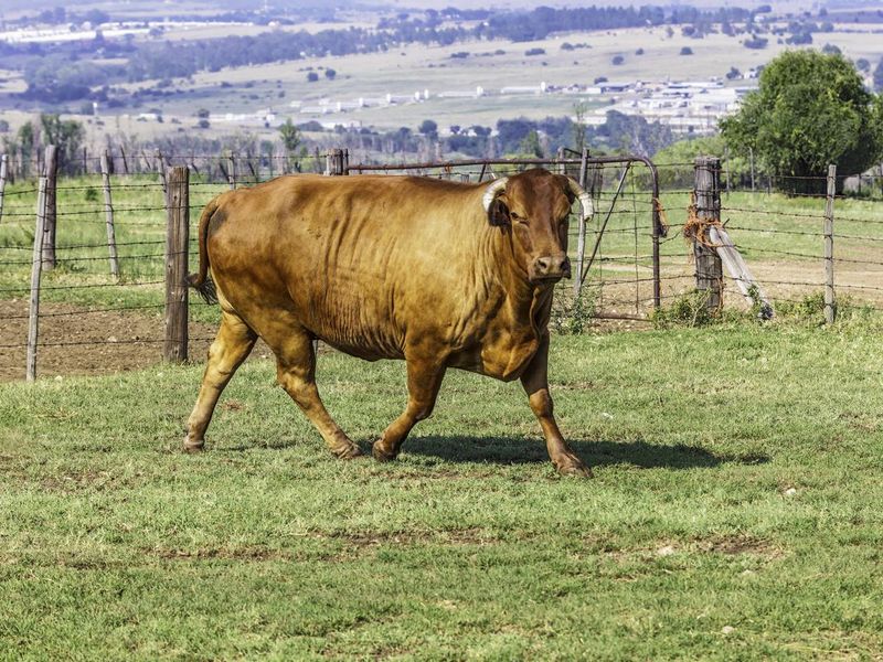 Beefmaster cattle bull