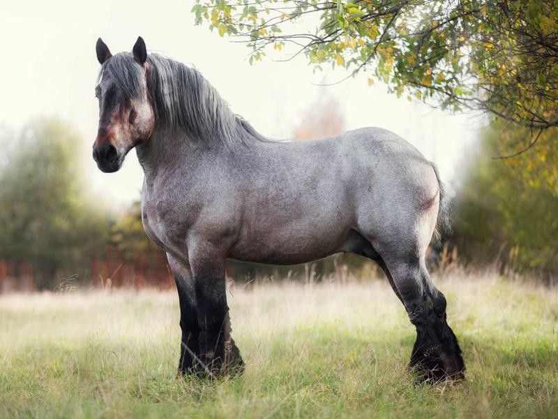 Belgian horse