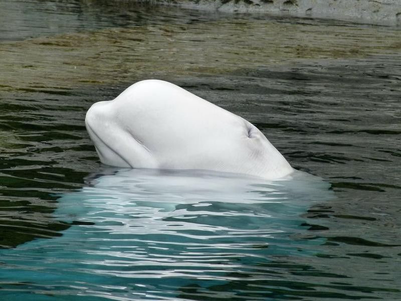 Beluga Whale in Tadoussac, Quebec
