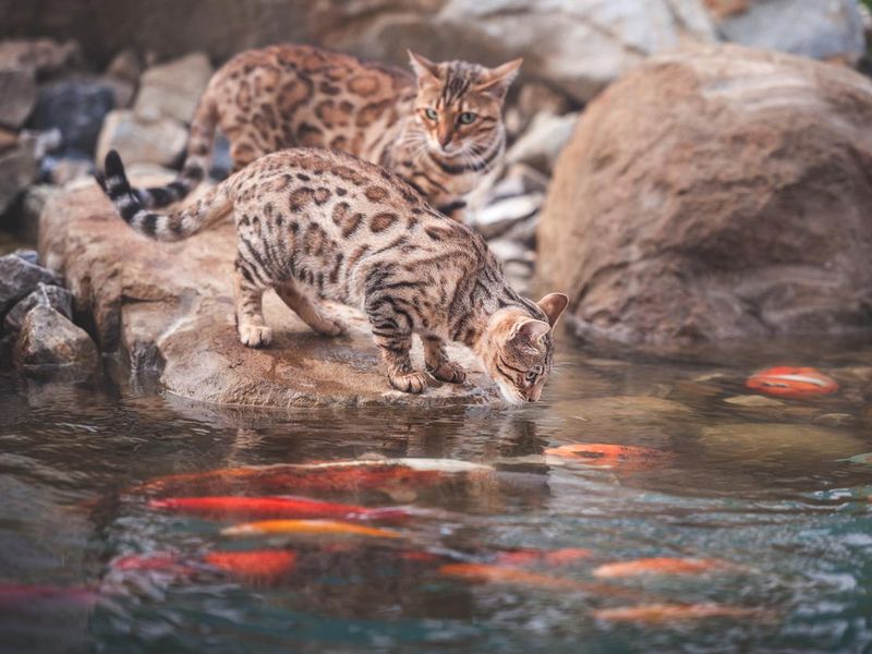 Bengal Cat at Pond