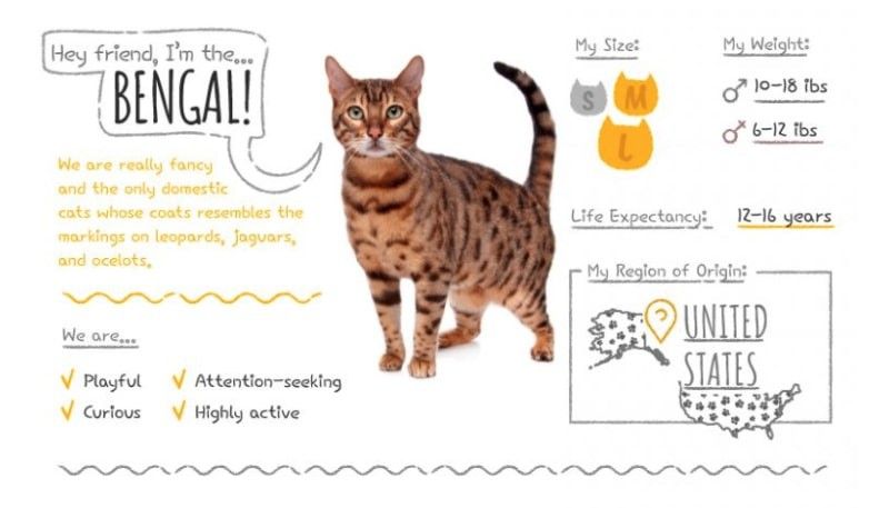 bengal therapy cat