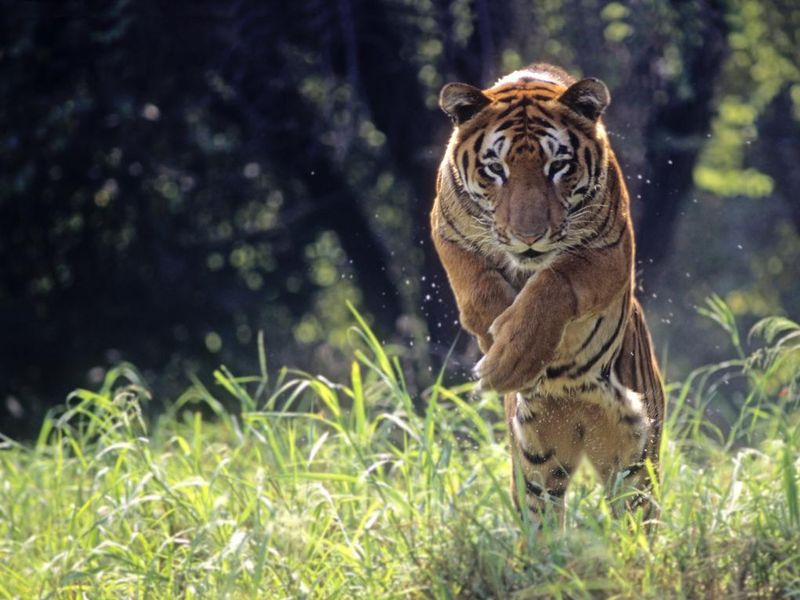 Bengal tiger jumping through long green grass