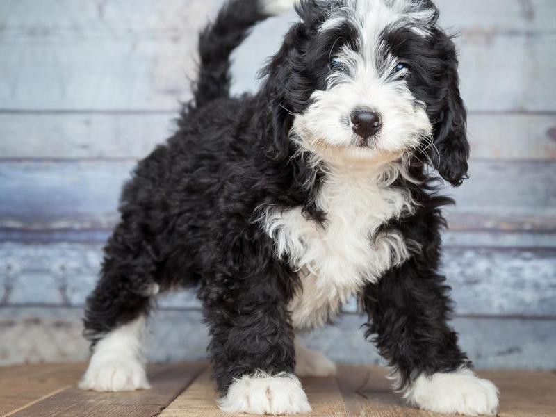 50 Best Hypoallergenic Dog Breeds | FamilyMinded