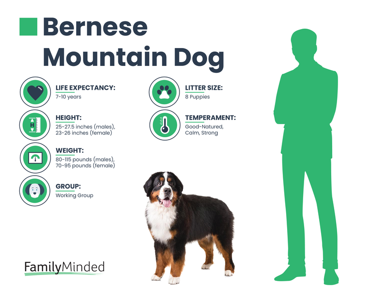 Bernese Mountain breed