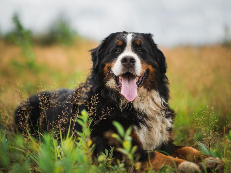 Bernese mountain dog in the summer meadow