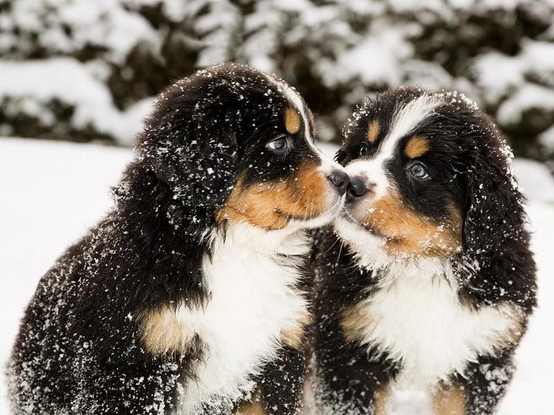 Bernese mountain dog pups sniff each other