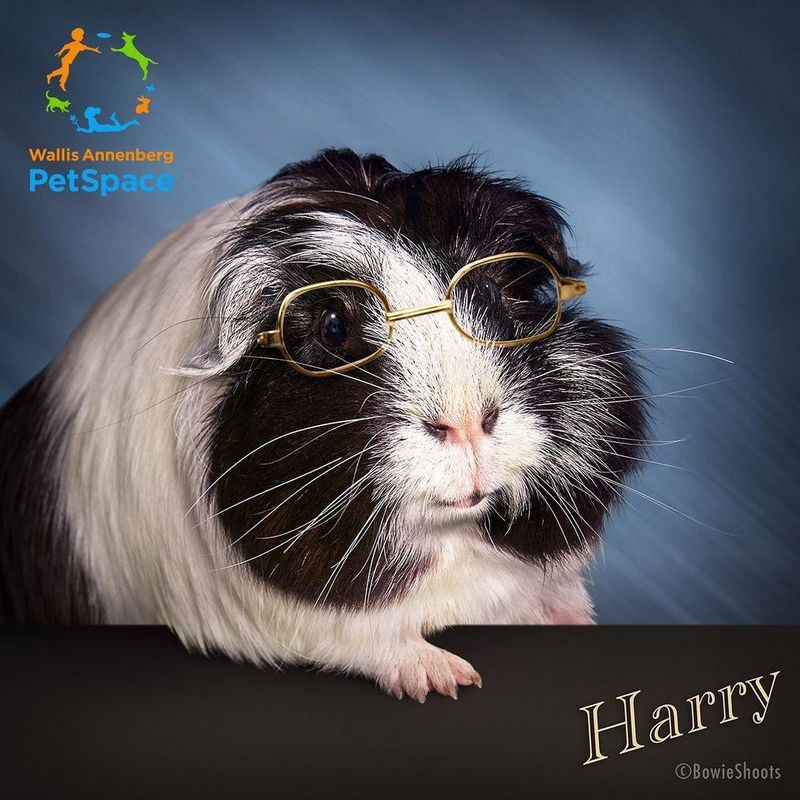 Bespectacled Harry
