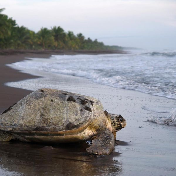 Best Beaches to Watch Beautiful Sea Turtles Nesting