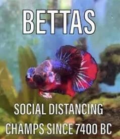Betta fish meme