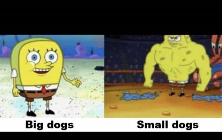 Big dogs vs. small dogs comparison