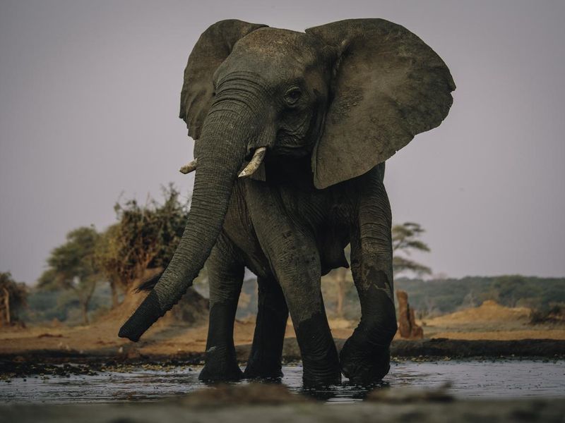 Big elephant at the waterhole, Senyati Safari Camp, Botswana