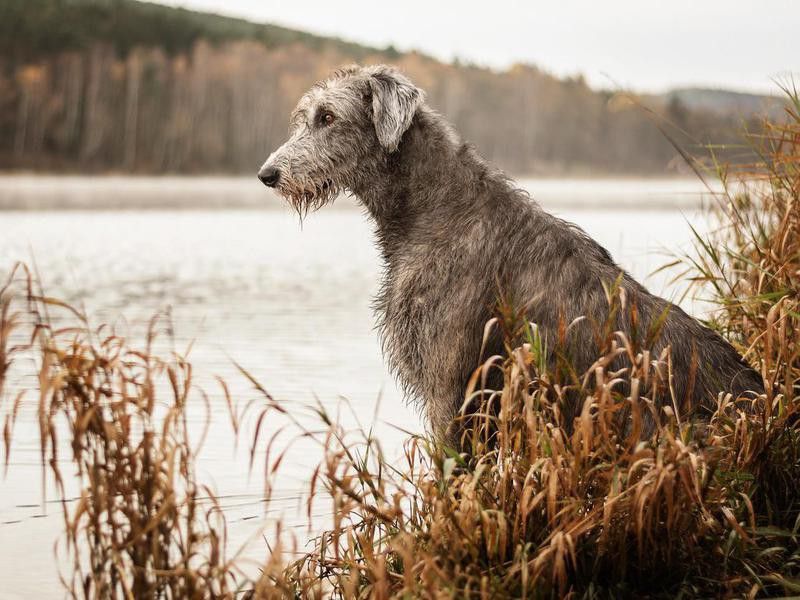 Big gray dog sitting on the river bank.