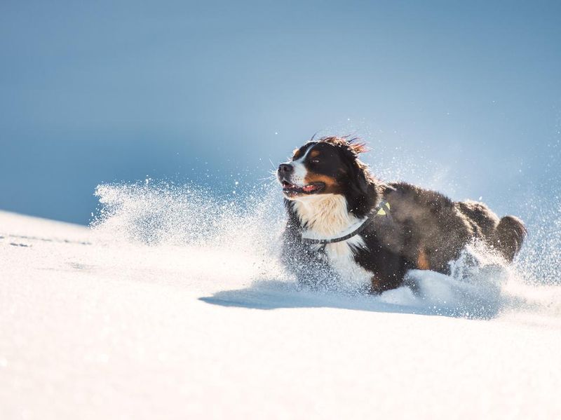 Big hairy Bernese mountain dog running in fresh snow