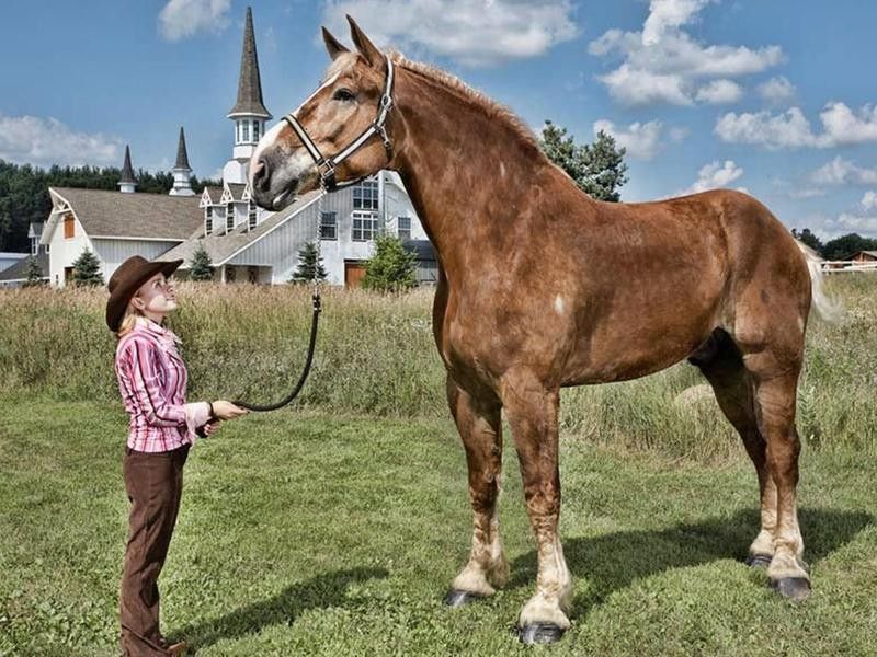 big jake tallest horse
