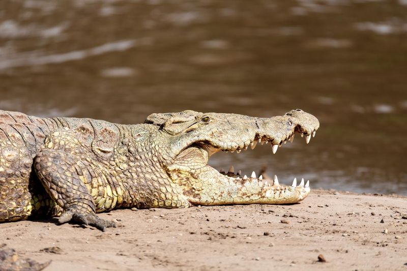 Big Nile crocodile at the Awash Falls in Ethiopia