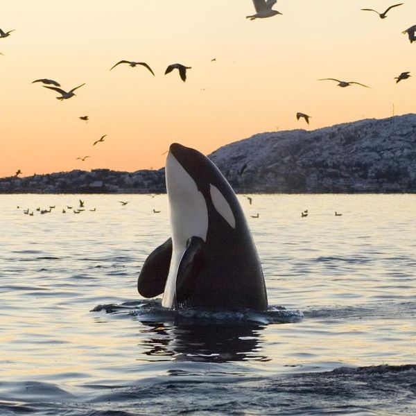 Killer Whale Facts That Prove They're the Baddies of the Sea