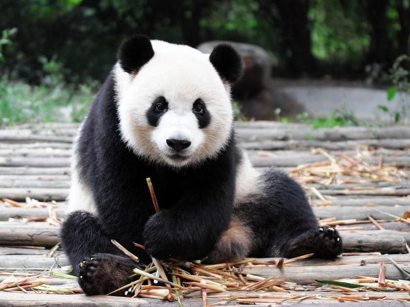 Big panda bear sitting