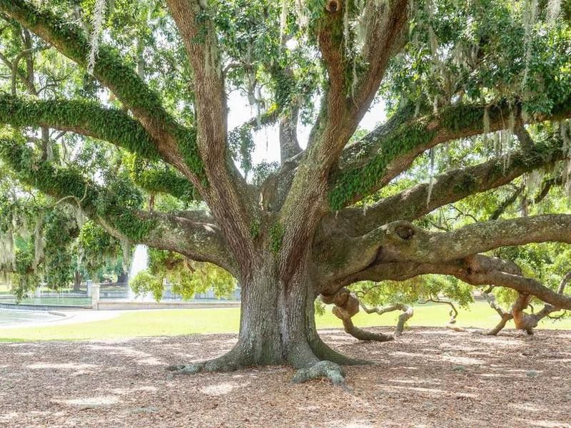 Big tree in Hampton Park