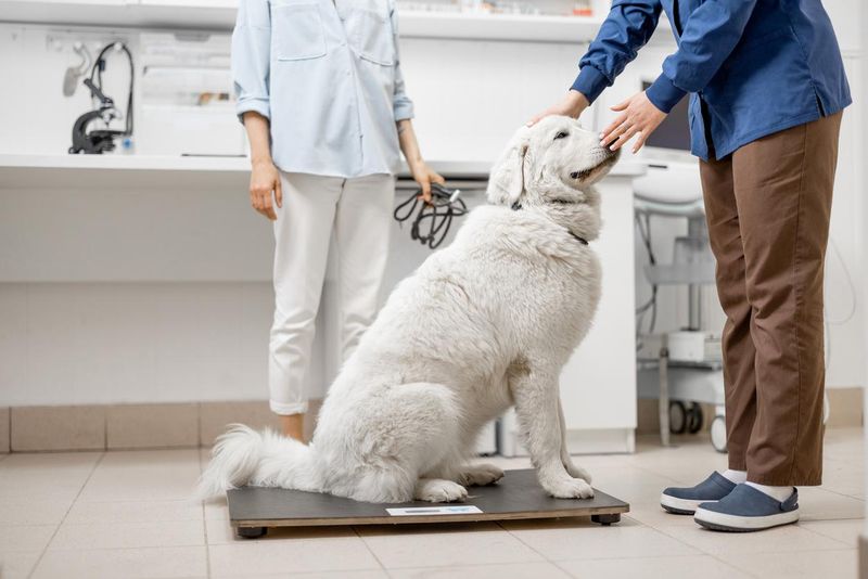 Big white dog sitting on the veterinarian scales