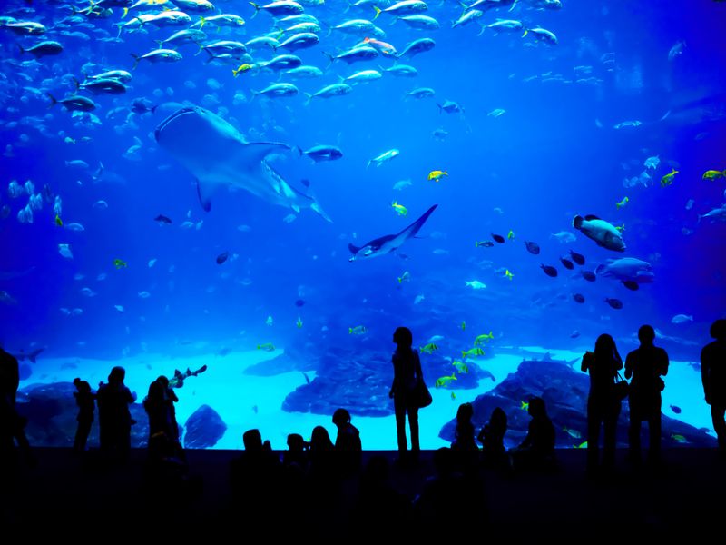 Biggest aquarium in the world in Atlanta, Georgia