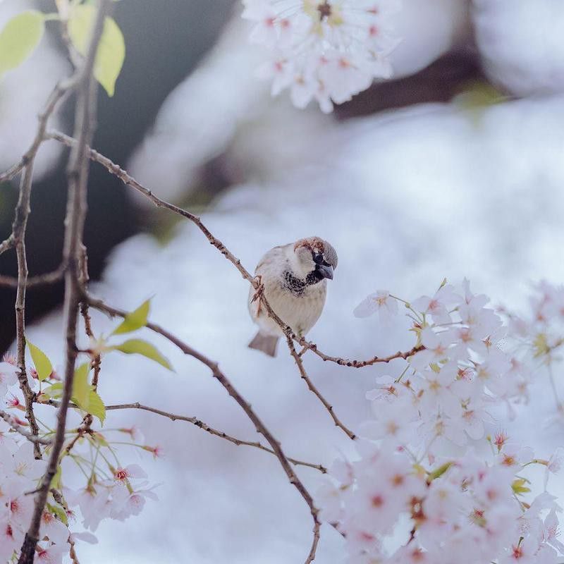 Bird on cherry blossom tree at the Auckland Botanical Gardens
