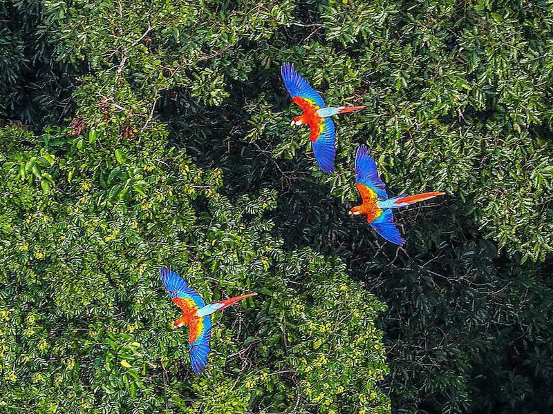 Birds flying over forest