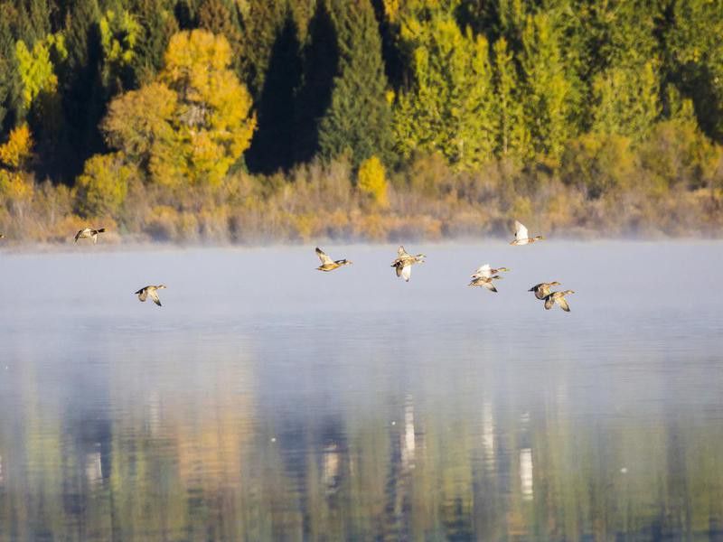 Birds in Grand Teton National Park