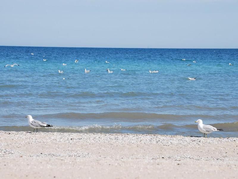 Birds in Milwaukee beach